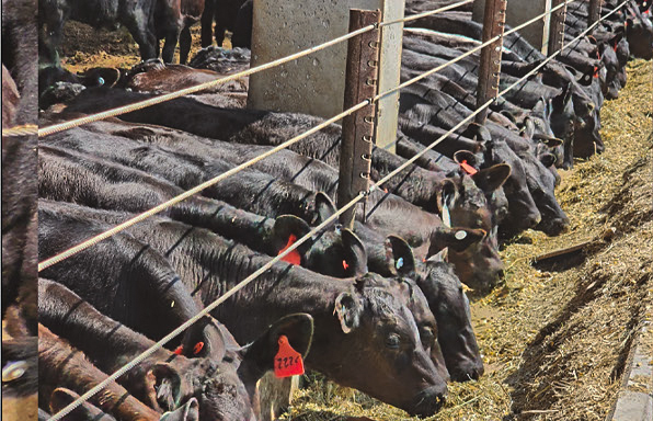 Beef cattle feeding on straw