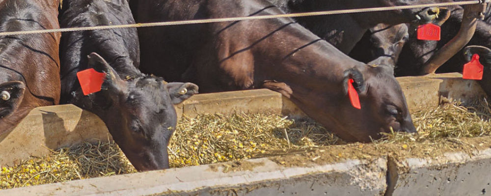 Beef cattle feeding