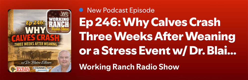 New podcast episode. Ep. 246: Why Calves Crash Three Weeks After Weaning or a Stress Event w/Dr. Blaine Ellison. Working Ranch Radio Show