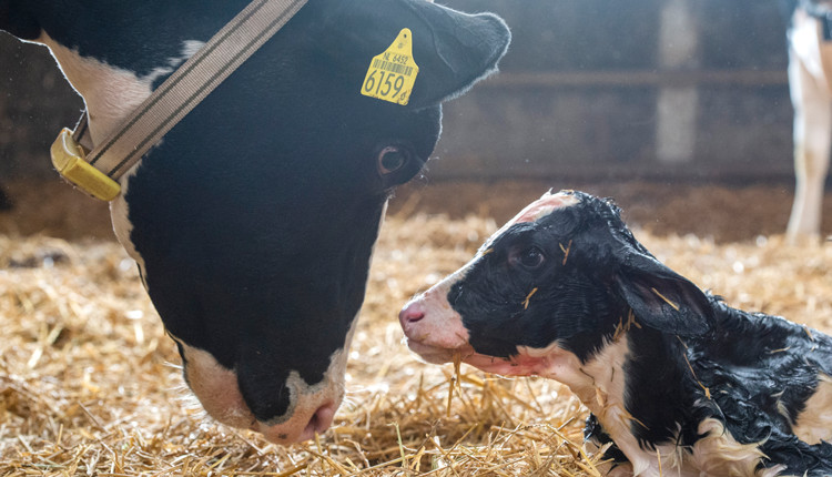 Mom and baby cow looking at each other.