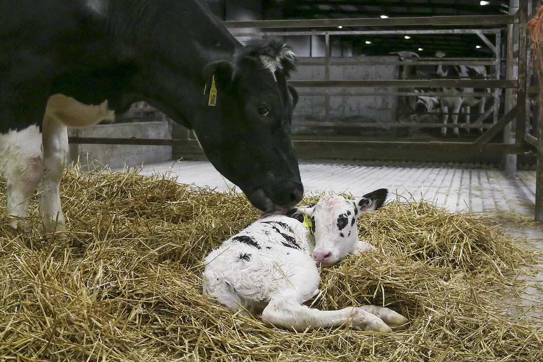 Large cow licking a smaller cow